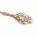 Bouquet de baies de suif blanches séchées naturelles, branche florale déco nordique DIY - Branches de ginkgo blanc 1000 g (environ 65 cm)