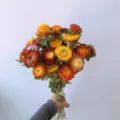 Colorful natural dried strawflower bouquet for home decor, beautiful handcrafted floral arrangement. - Strawflower Dried Bouquet / Bouquet / Multicolor
