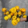 Yellow strawflower dried flower bouquet everlasting natural floral arrangement for home decor - Strawflower Single Bundle / Bouquet / Yellow
