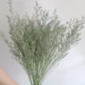 Μπουκέτο αποξηραμένα άνθη στατικής διακόσμηση βοτανικό αξεσουάρ φωτογραφίας DIY - 120g αποξηραμένα άνθη στατικής