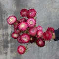 Natural red dried strawflower bouquet everlasting flowers for home decor DIY floral arrangement - Strawflower Single Bundle / Bouquet / Pink Purple
