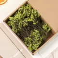 Πράσινα ξεραμένα λουλούδια χύμα για DIY διακοσμητικές συνθέσεις, φυσικά φυτά μπουκέτο. - Πράσινο κρυστάλλινο χόρτο 50 τεμάχια σε κουτί