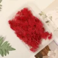 Red preserved asparagus dried flowers for DIY craft gift box filler floral accessories. - Burgundy