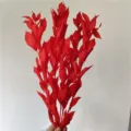 Red preserved ruscus leaves dried flower bouquet for home decor floral arrangement DIY crafts - 5-Piece Pack / Red