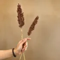 Tallos de sorgo secos 2 pzas 50-60cm flores secas naturales decoración hogar accesorios de foto - 2 unidades de sorgo