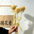 Yellow dried ball flowers bouquet, natural preserved floral arrangement for home decor. - 3 Pieces / Champagne