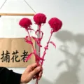 Vibrant pink preserved pompom dried flower bouquet for home decoration and floral arrangements. - 3 Pieces / Rose Red