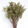 Ramas de flores de frutos de mijo seco natural para ramos DIY y velas de aromaterapia. - Fruta de Mijo Seca / 150g