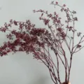 Ramas naturales de bayas de mijo secas para arreglos de ramos y decoracion artesanal DIY. - 120.00g / Rojo