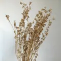 Tallos florales de bayas de mijo secas doradas para ramos de bricolaje y velas aromáticas. - 120.00g / Dorado