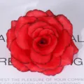 Red silk artificial rose flower head 8cm for wedding wall decoration and crafts. - Black Border