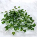 Artificial ivy vine plant for wall decor, fake green foliage leaf for home and garden. - Ivy Wall Hanging