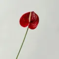 Rode kunstmatige anthurium bloem 3d print neppe bloemsterm voor huisdecoratie en feest. - Rood