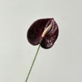 3D geprinte kunstmatige anthurium bloem donkerpaars flamingo bloem voor thuis bruiloft decor - Zwart Rood