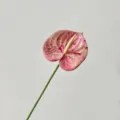 3D geprinte kunstmatige anthurium bloem roze flamingo bloem enkele stengel huisdecoratie - Gevlekte Roze