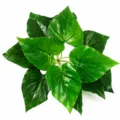 Fausses Feuilles de Dieffenbachia Artificielle Plante Verte Décoration Intérieur 25cm - Herbe goutte