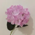 Single stem pink artificial hydrangea flower with realistic 3D printed petals and green leaf - Upgrade Style - Lavender