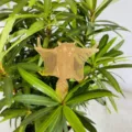 Goldenes fliegendes Eichhörnchen Pflanzenclip Ornament für Garten Töpfe und grüne Deko. - Fledermaus
