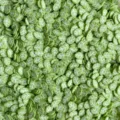 Tranches d'argile polymère feuille verte pour bricolage coque téléphone slime - Style Feuille Foncée / 20g