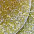Mixed cat paw beads and pearls for DIY slime and jewelry making crafts charms pack. - Yellow Mixed Cat Claw Bubble Beads