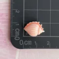 Mini resin conch shell flatback cabochon charm for phone case hair clip DIY craft decor - Spiky Conch