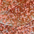 Mixed DIY craft beads with polymer clay cat paws, bubble beads and pearls for slime making. - Orange Mixed Cat Claw Bubble Beads
