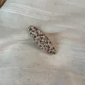 Korean floral oval hairpin fabric cute minimalist fringe clip detailed view accessory. - Oval Clip / Beige Coffee Floral