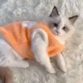 Cute orange plush pet clothes for cats and small dogs winter warm anti-shedding apparel - S / Orange Sheep Vest