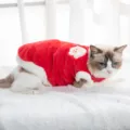 Red plush pet winter warm costume for cats and small dogs cute cat clothes variant - XS / Red