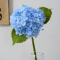 Blue artificial hydrangea flower with green leaves in glass vase for home decor wedding table. - Light Blue