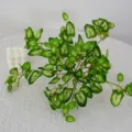 Artificial green plant vine wall hanging fake leaves plastic foliage home decoration - Round Taro Leaves