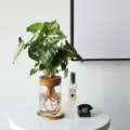 Heldere glazen hydrocultuur vaas met kurken deksel en houten basis, moderne plantenbak. - Recht Lichaam