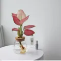 Transparante glazen hydrocultuur vaas met houten kurkring, ideaal voor planten en minimalistisch decor. - Driehoek