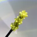Yellow-green hydrangea hair bun maker stick, elegant floral hair styling accessory for women. - Turquoise