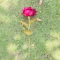 Single artificial gold foil rose flower red head with golden stem for valentine gift sku - Rose Red