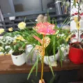 Kleurrijke holografische plastic roos variant, gouden stengel voor romantische geschenken. - Iriderend roze