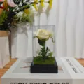 Preserved rose LED light in clear acrylic display box romantic gift for girlfriend decor - Acrylic Dome / Off White