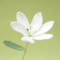 Handmade crochet white lily flower detail shot, exquisite yarn flower craft and green leaf texture. - White