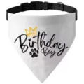 Détail de collier bandana d'anniversaire pour animal, sangle noire réglable, tissu blanc, couronne. - S / Modèle Boy blanc