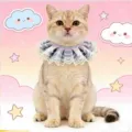 Close-up of cute pet lace bib collar detail, princess style cat decorative neck accessory. - Dark Blue