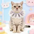 Charming lace pet bib detail displaying sweet princess style collar worn by cute cat nicely. - Pink
