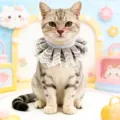Cute lace pet bib detail shot, frilly cat collar accessory for small dogs and cats princess style. - Burgundy