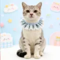 Close-up detail shot of cute blue lace pet bib collar, frilly accessory for lovely cats. - Light Green
