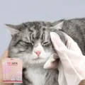 Guanti monouso per la pulizia degli animali, guanti detergenti senza acqua per cani e gatti. - 6 Pezzi