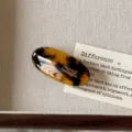 Acetate Oval Hair Clip Tortoiseshell Geometric Chic Side Barrette Hair Accessories - Coffee Tortoiseshell