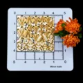 Miniature Chrysanthemum Engraved Copper Die Cutting Metal Embossing Mold for Resin Clay Crafts - Miniature Chrysanthemum