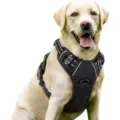 Reflective black nylon dog harness for large dogs with breathable mesh and adjustable straps - S / Black
