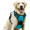 Turquoise reflective nylon dog harness for large dogs, adjustable vest style comfort - S / Teal