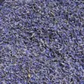 Natural dried lavender flower buds loose bulk herbs for sachet and home fragrance aromatherapy. - 500.00g