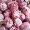Dried globe amaranth flowers pink flower heads for DIY scented candles and craft decor - Globe Amaranth (Pink) / 25g